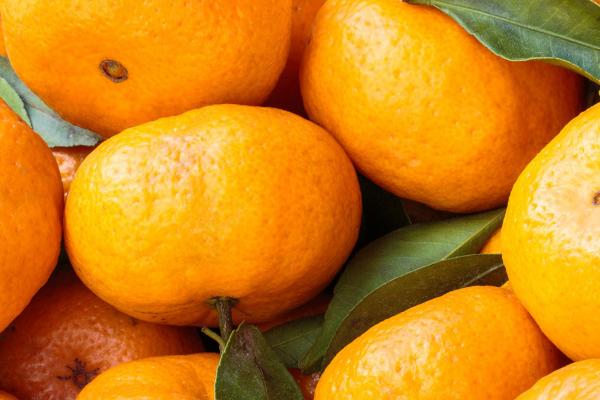 橘子几月份成熟上市，通常都是在10月份以后开始成熟