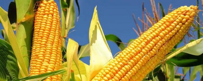 龙育598玉米种子简介，选择中等以上肥力地块