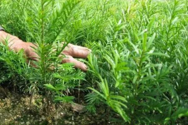 红豆杉种子怎么处理，经过低温层积处理后能加快发芽速度