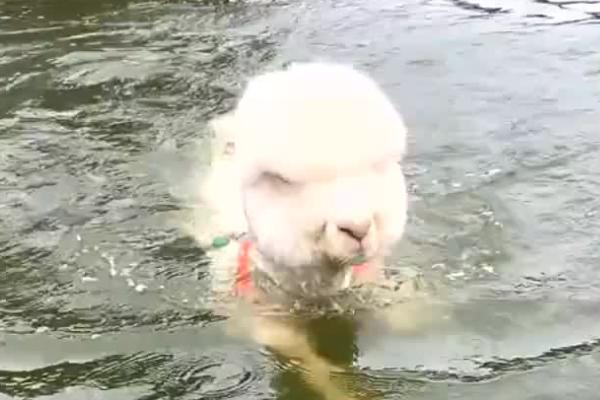 羊会不会游泳，本身带有浮力会游泳
