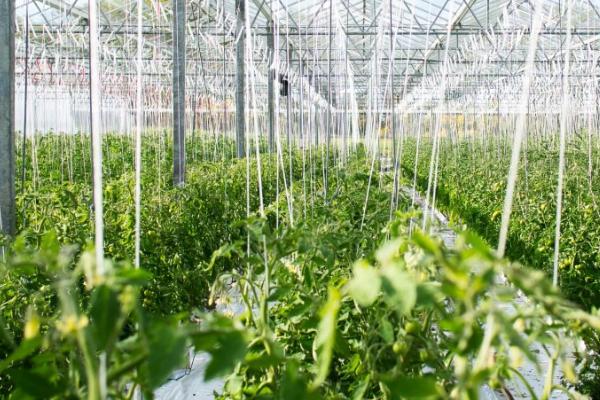 大棚蔬菜种植技术管理，浇水一次不可浇太多