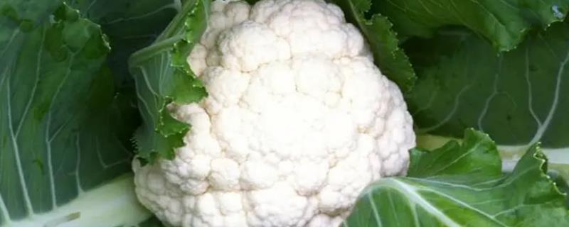 花椰菜花球成粉红色的原因，是花球内糖甙转化产生大量花青素所致