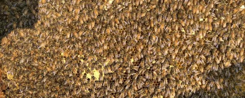 中蜂怎样介王最安全，最佳时间是蜂群失王1-3天左右