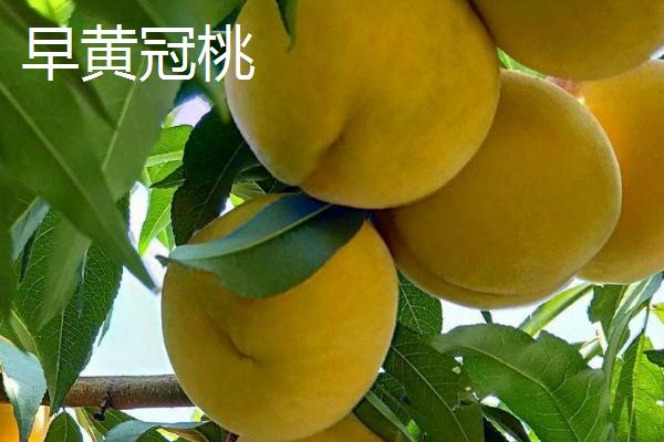 我国的黄桃的产地，华北、华中、西南一带栽培较广