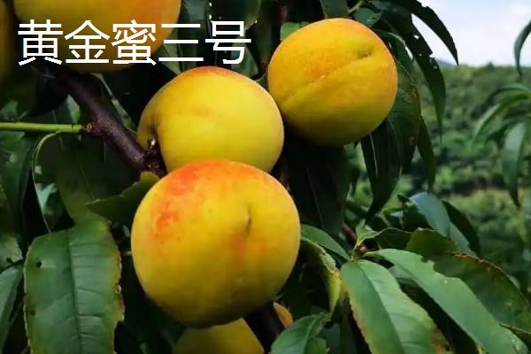 我国的黄桃的产地，华北、华中、西南一带栽培较广