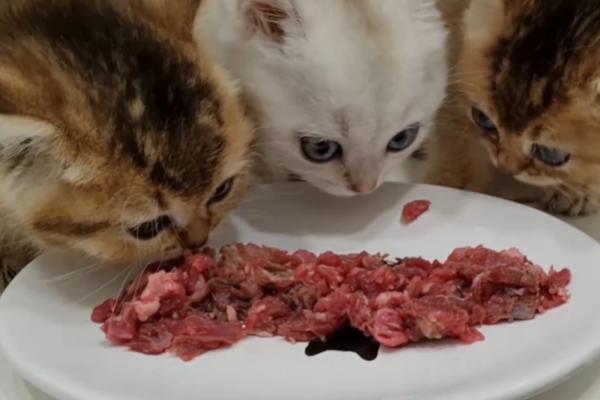 猫咪能吃生肉吗，能吃但要注意喂食次数