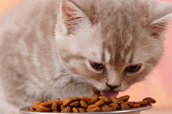 猫咪能吃生肉吗，能吃但要注意喂食次数