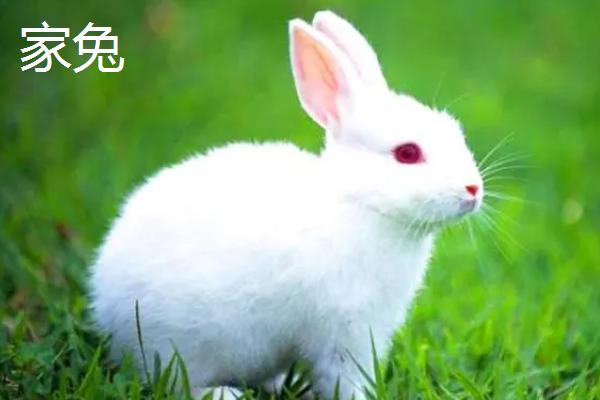野兔和家兔的区别，寿命、体型和外观均不同