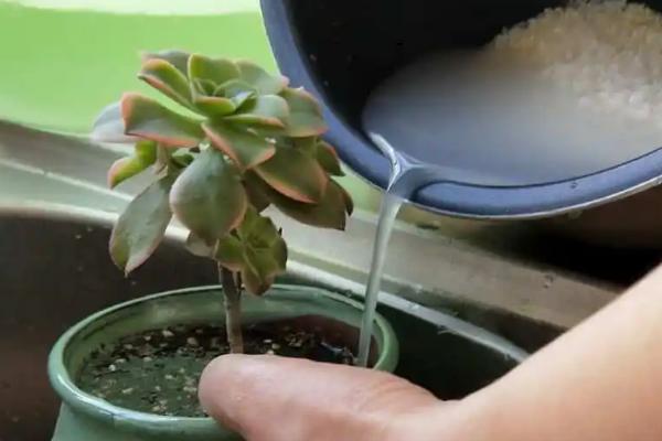 淘米水可以用来浇盆栽吗，可以但需要发酵后再使用