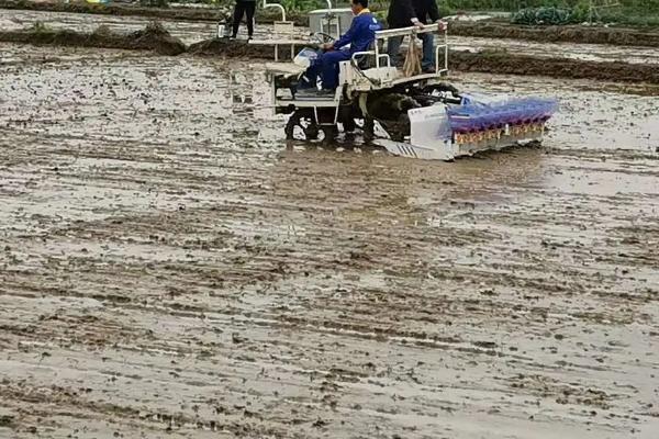 南方水稻播种和收割时间，早稻播种时间4月上中旬
