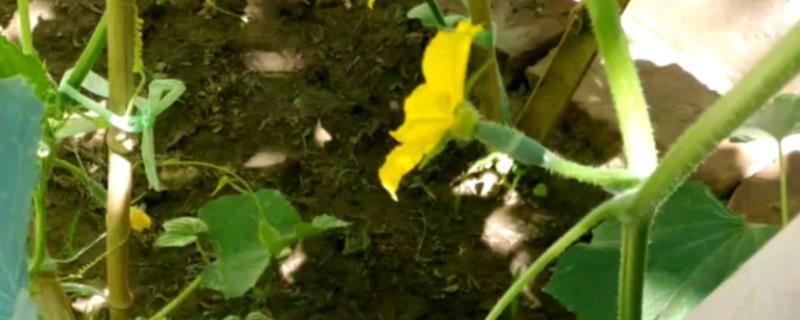 黄瓜有花无瓜的原因，可能是因为黄瓜只有雄蕊