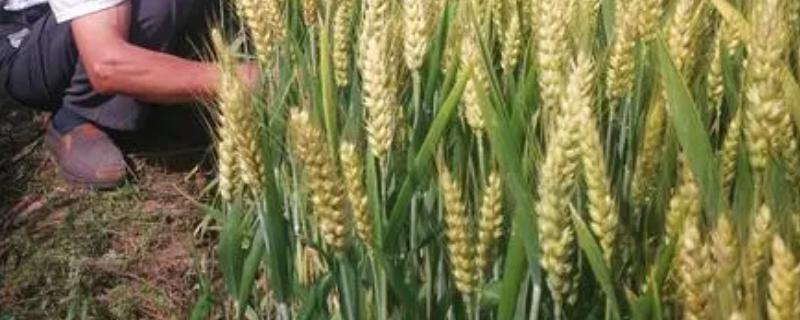 种麦的最佳温度，冬性小麦的适宜播种温度为16-18°C