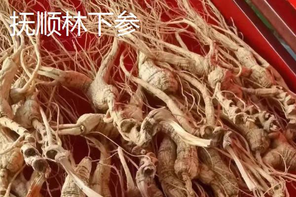 辽宁省抚顺县的特产，单片黑木耳为当地特色农产品