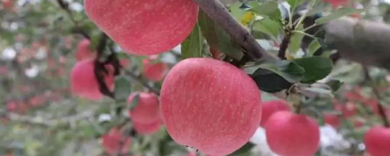 晚熟苹果管理方法，保叶保果是中晚熟品种管理的重点