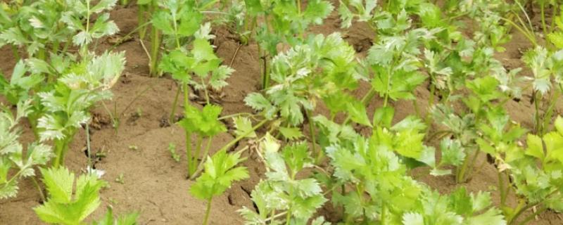 芹菜的种植方法，一年四季都可以种植
