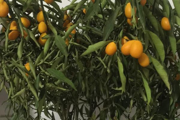 橙子树盆栽从未结过果实的原因，不良天气、养分不足等都会导致