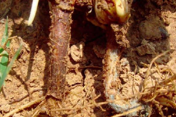 花生茎腐病的症状，初期根茎部出现颜色为黄褐色的病斑