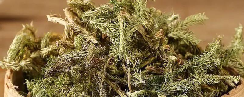 伸筋草是什么，是石松科植物石松的干燥全草
