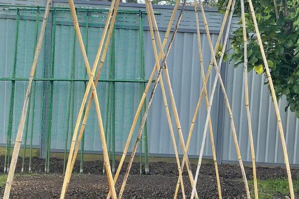 丝瓜的种植技术，要先对种子进行浸泡催芽