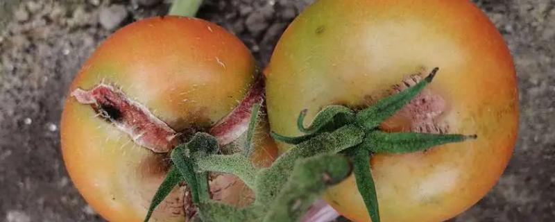 秋茬番茄病害种类和防治方法，容易发生早疫病、叶霉病、灰霉病等病害
