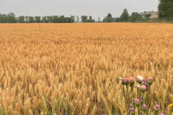 马兰一号小麦种简介，平均亩产量为707公斤左右