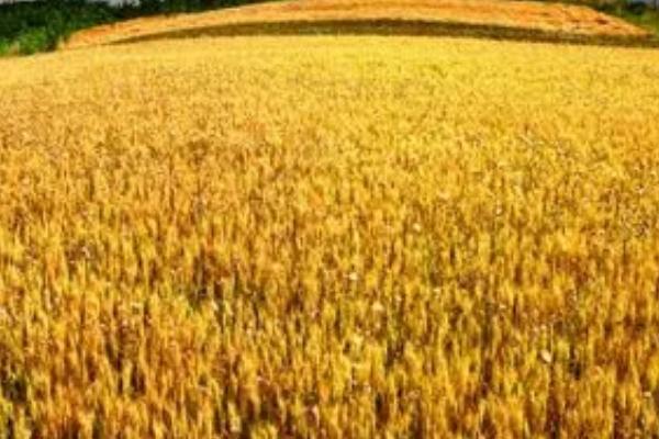 马兰一号小麦种简介，平均亩产量为707公斤左右