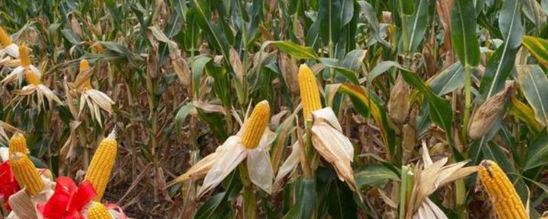 成玉668玉米品种简介，种植密度为4500株/亩左右