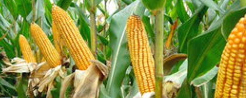 东农276玉米品种的特性，种植密度不宜过大