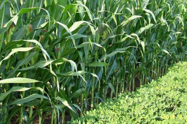 禾田20玉米种子特征特性，选择中等以上肥力地块