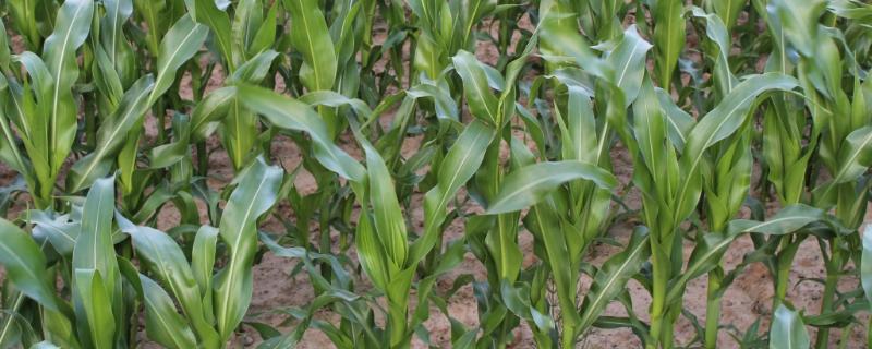 傲单6玉米种子特征特性，在适应区5月5日左右播种