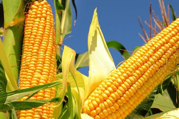 禾田20玉米种子特征特性，选择中等以上肥力地块