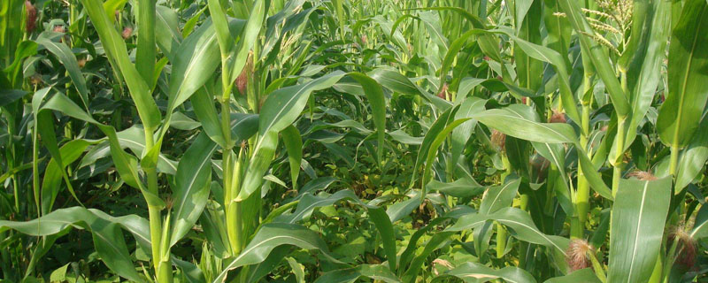 杜玉5号玉米品种的特性，种植密度不宜过大