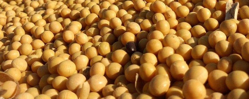 沃豆2号大豆品种的特性，该品种亚有限结荚习性
