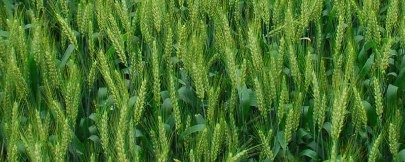 龙麦72小麦种简介，出苗至成熟生育日数90天左右