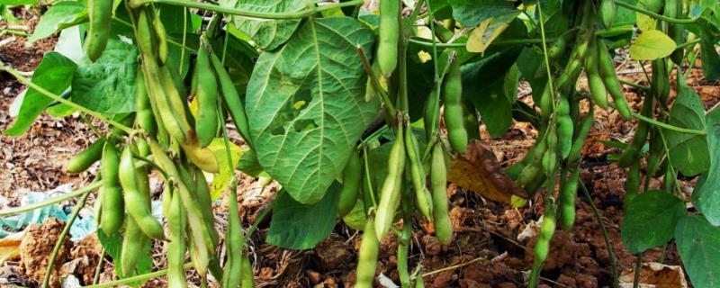 东庆9号大豆种子特征特性，在适应区5月中旬播种