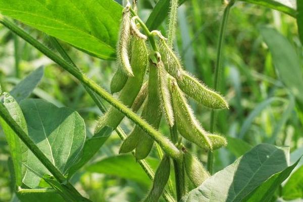 大地8号大豆种简介，生育期间及时中耕管理