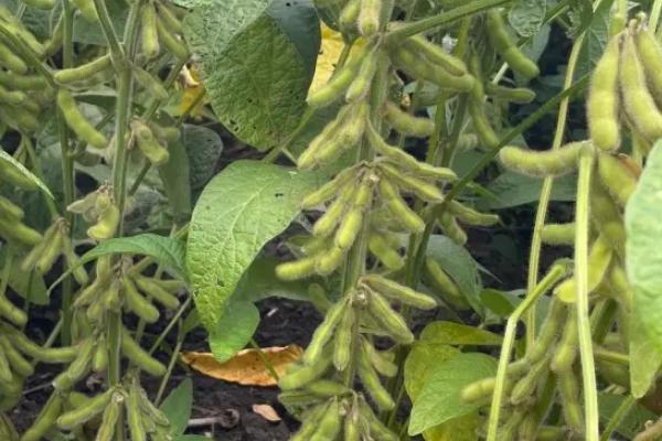 东农豆110大豆种子介绍，在适应区5月上旬播种