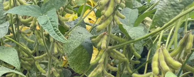 绥农47大豆品种简介，选择中上等肥力地块种植