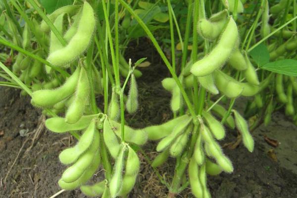沃豆1号大豆品种的特性，选择中等肥力地块种植