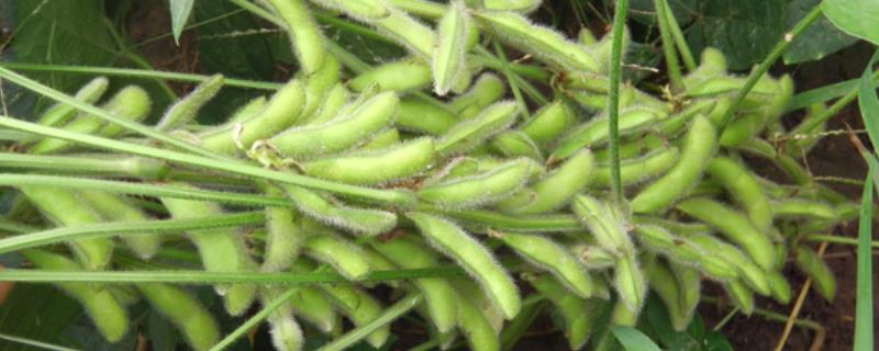 克豆44大豆种子介绍，生育期间及时中耕管理