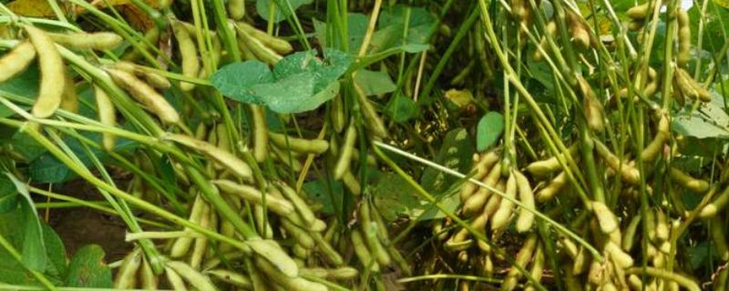 农生2号大豆品种的特性，该品种亚有限结荚习性