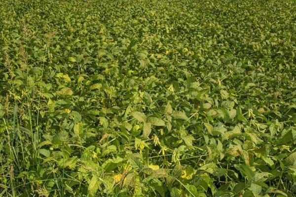 垦豆76大豆种子介绍，该品种亚有限结荚习性