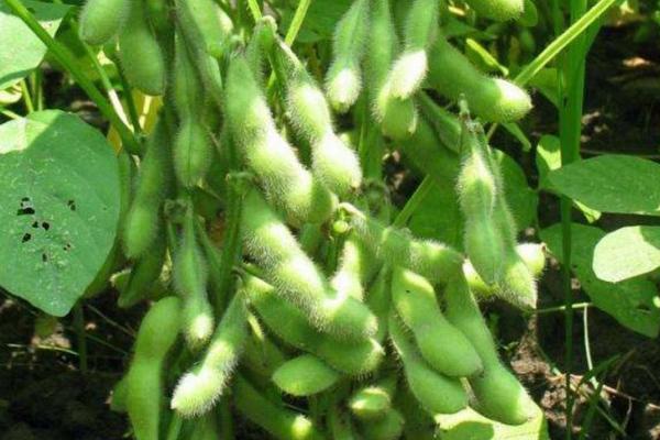 龙豆6号大豆种子特征特性，在适应区5月上旬播种