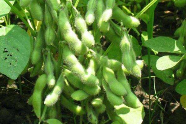 克豆35大豆种简介，在适应区5月上旬播种