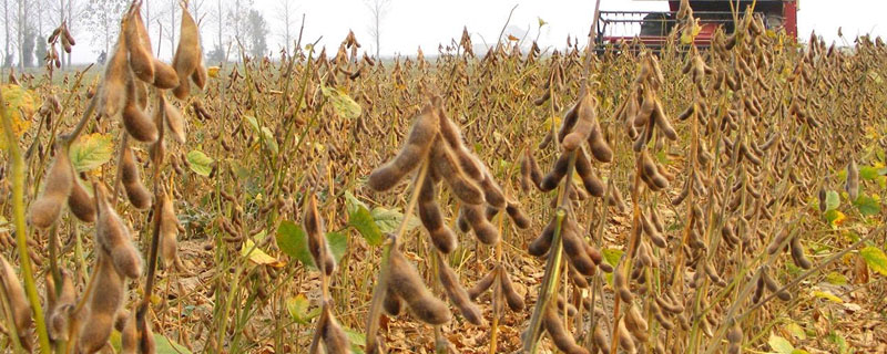 沃豆1号大豆品种的特性，选择中等肥力地块种植