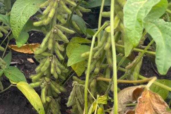 克豆44大豆种子介绍，生育期间及时中耕管理