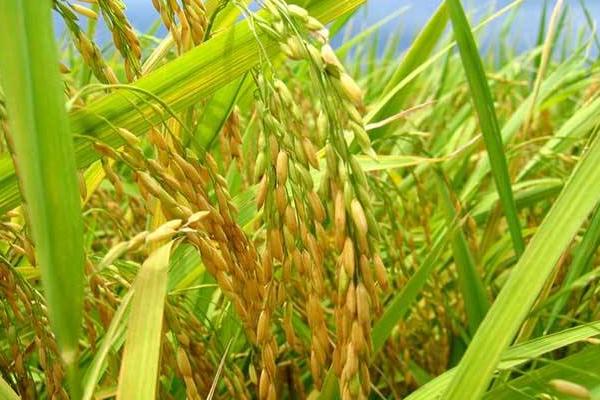松粳204水稻种子简介，该品种主茎14片叶