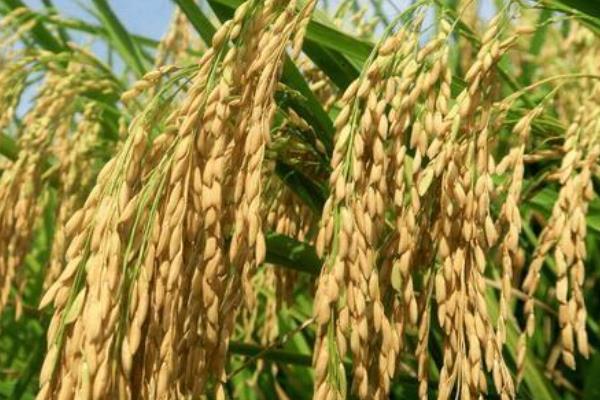 松粳204水稻种子简介，该品种主茎14片叶