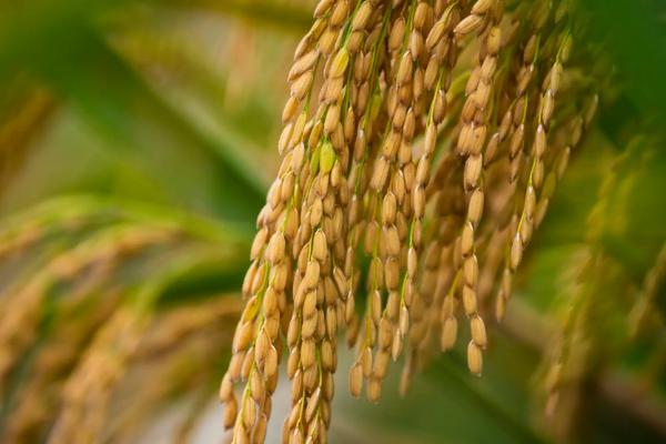 禾兴稻1号水稻种子介绍，该品种主茎12片叶