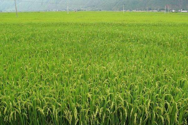 东富104水稻品种的特性，该品种主茎13片叶